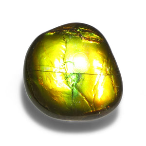 13.98ct Freeform AA 3 Color Orange, Yellow, Green Ammolite from Alberta, Canada - Skyjems Wholesale Gemstones