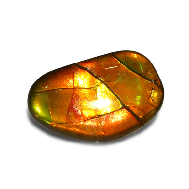 16.36ct Freeform AA 3 Color Red, Yellow, Green Ammolite from Alberta, Canada - Skyjems Wholesale Gemstones