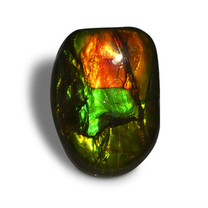 11.13ct Freeform A+ 3 Color Red, Green, Yellow Ammolite from Alberta, Canada - Skyjems Wholesale Gemstones
