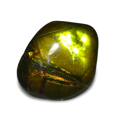 11.34ct Freeform A+ 3 Color Yellow, Green, Red Ammolite from Alberta, Canada - Skyjems Wholesale Gemstones