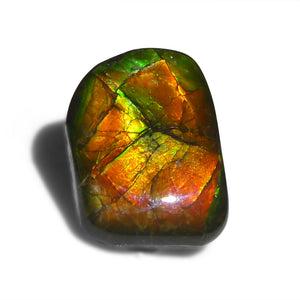 12.43ct Freeform A+ 3 Color Red, Yellow, Green Ammolite from Alberta, Canada - Skyjems Wholesale Gemstones