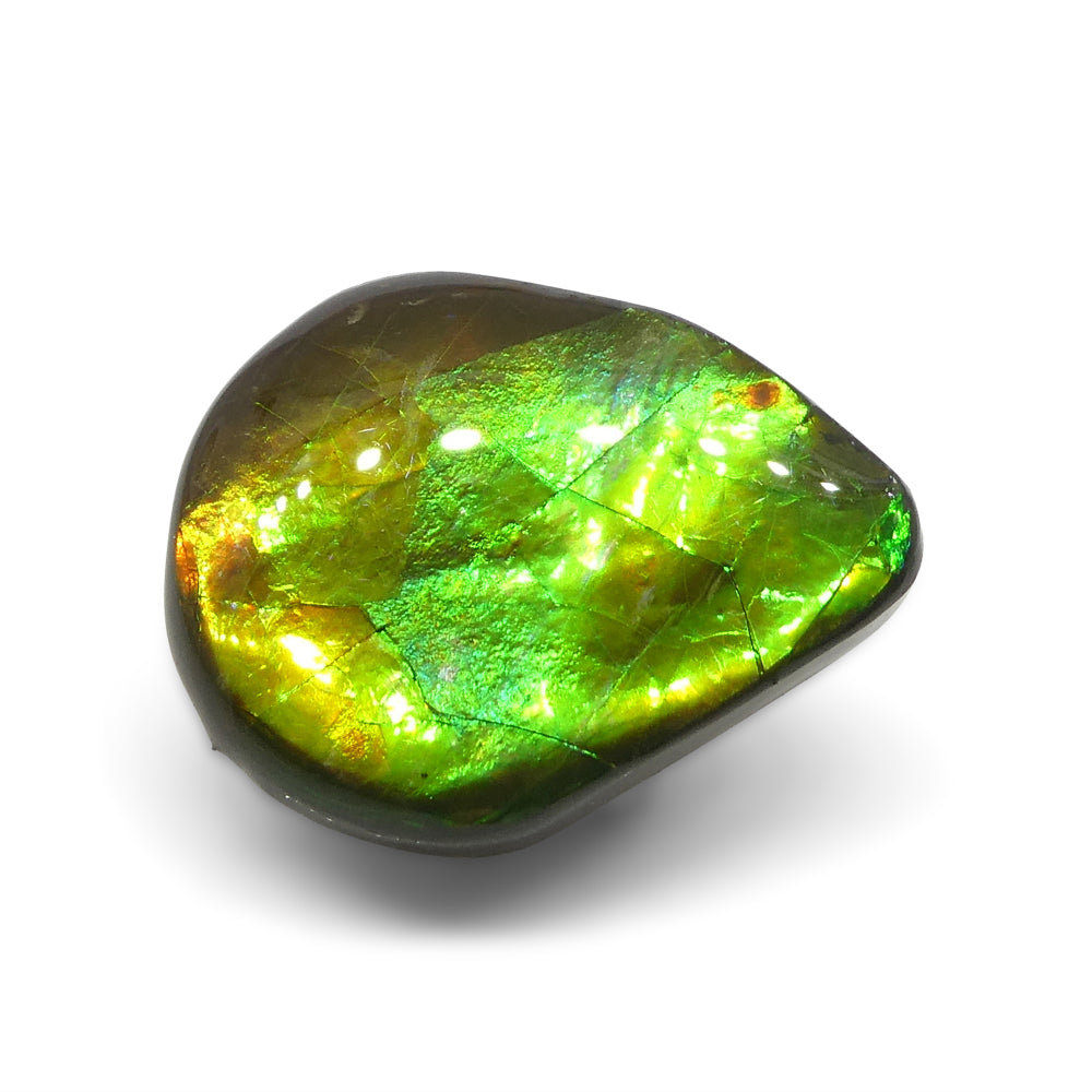 Ammolite 13.65 cts 22.48 x 18.20 x 4.46 Freeform Orange, Yellow, Green  $350