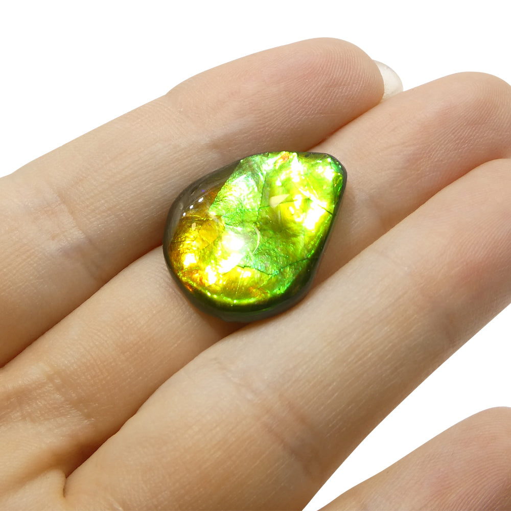 13.65ct Freeform AA 3 Color Orange, Yellow, Green Ammolite from Alberta, Canada - Skyjems Wholesale Gemstones