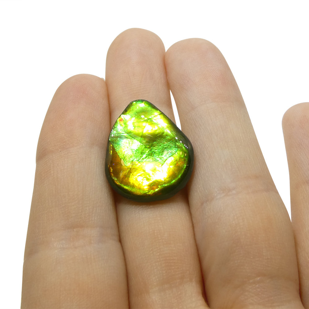 13.65ct Freeform AA 3 Color Orange, Yellow, Green Ammolite from Alberta, Canada - Skyjems Wholesale Gemstones