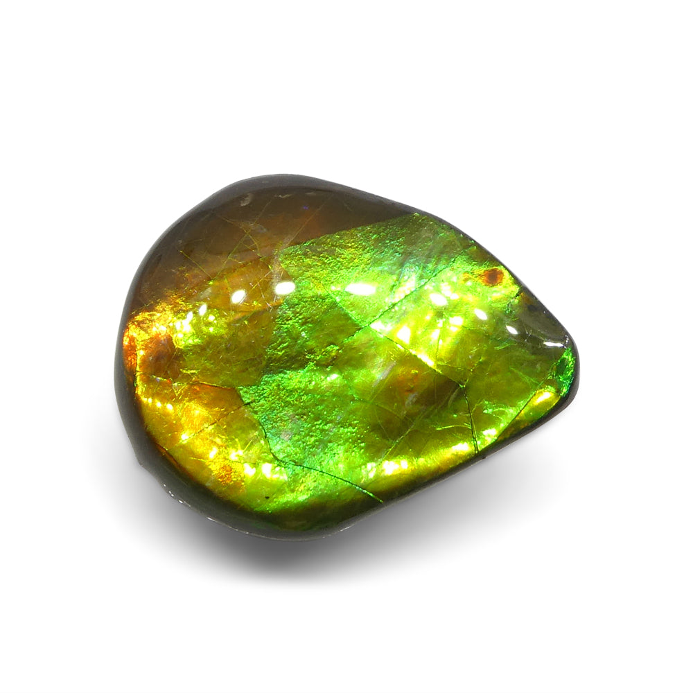 13.65ct Freeform AA 3 Color Orange, Yellow, Green Ammolite from Alberta, Canada - Skyjems Wholesale Gemstones