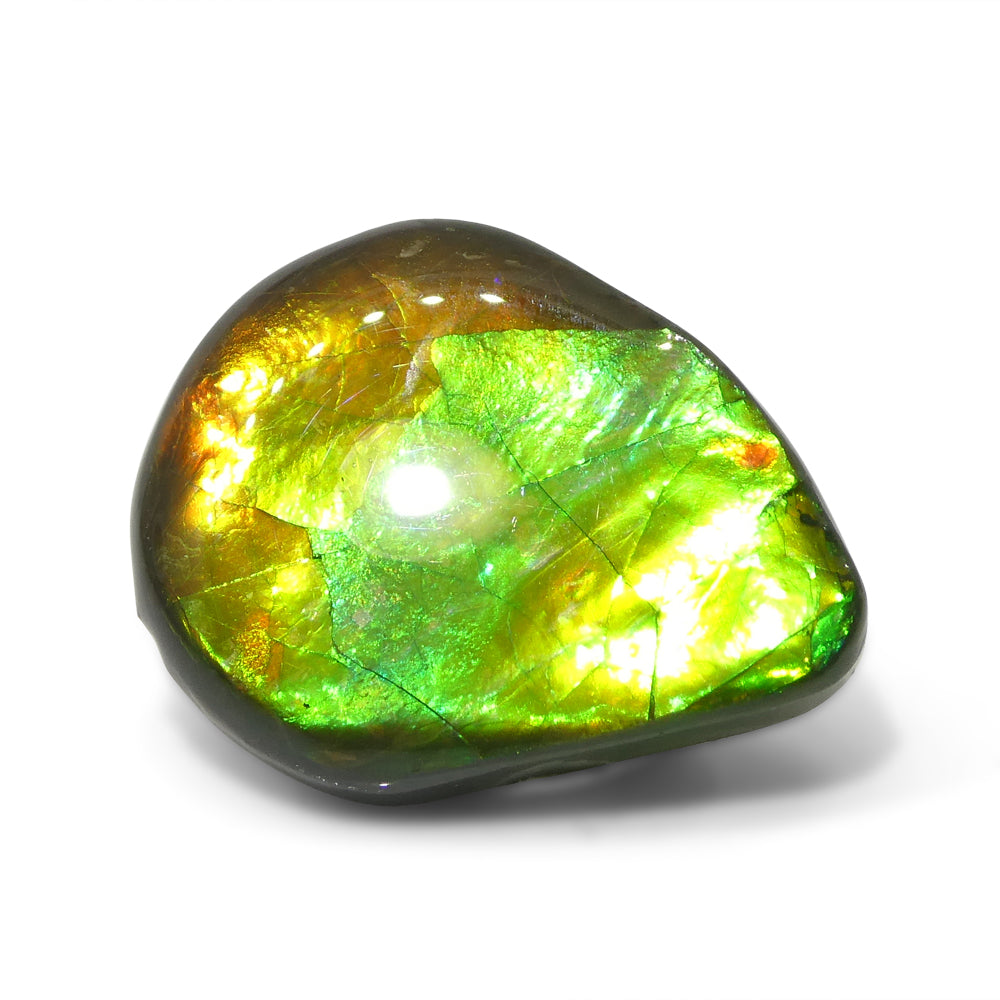 13.65ct Freeform AA 3 Color Orange, Yellow, Green Ammolite from Alberta, Canada - Skyjems Wholesale Gemstones