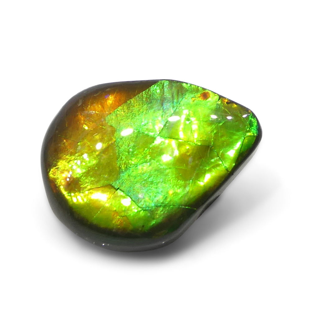 13.65ct Freeform AA 3 Color Orange, Yellow, Green Ammolite from Alberta, Canada - Skyjems Wholesale Gemstones