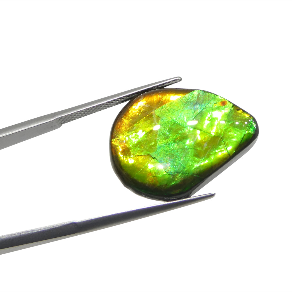 13.65ct Freeform AA 3 Color Orange, Yellow, Green Ammolite from Alberta, Canada - Skyjems Wholesale Gemstones