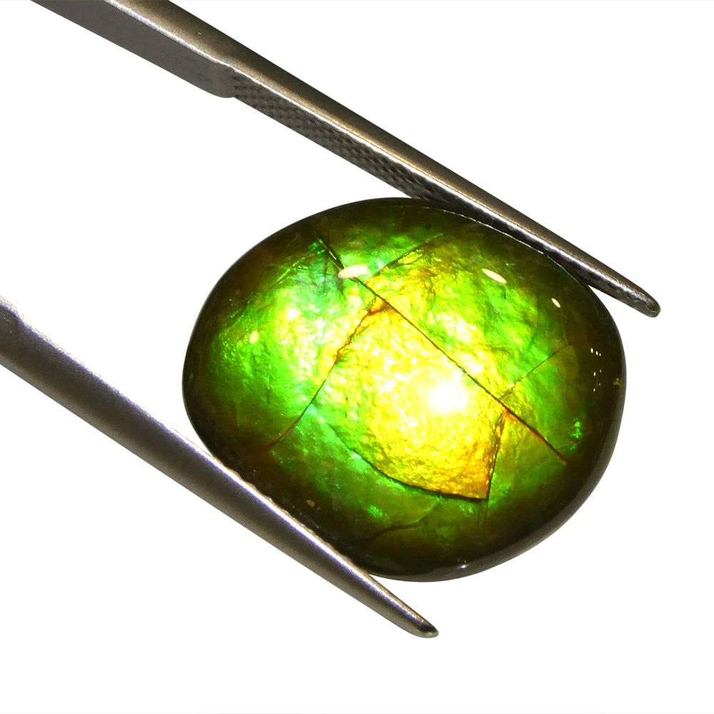 8.49ct Freeform AA 3 Color Orange, Yellow, Green Ammolite from Alberta, Canada - Skyjems Wholesale Gemstones