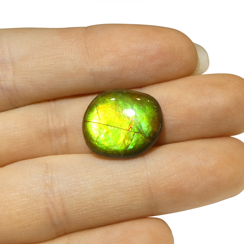 8.49ct Freeform AA 3 Color Orange, Yellow, Green Ammolite from Alberta, Canada - Skyjems Wholesale Gemstones