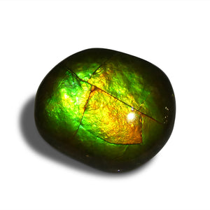 8.49ct Freeform AA 3 Color Orange, Yellow, Green Ammolite from Alberta, Canada - Skyjems Wholesale Gemstones