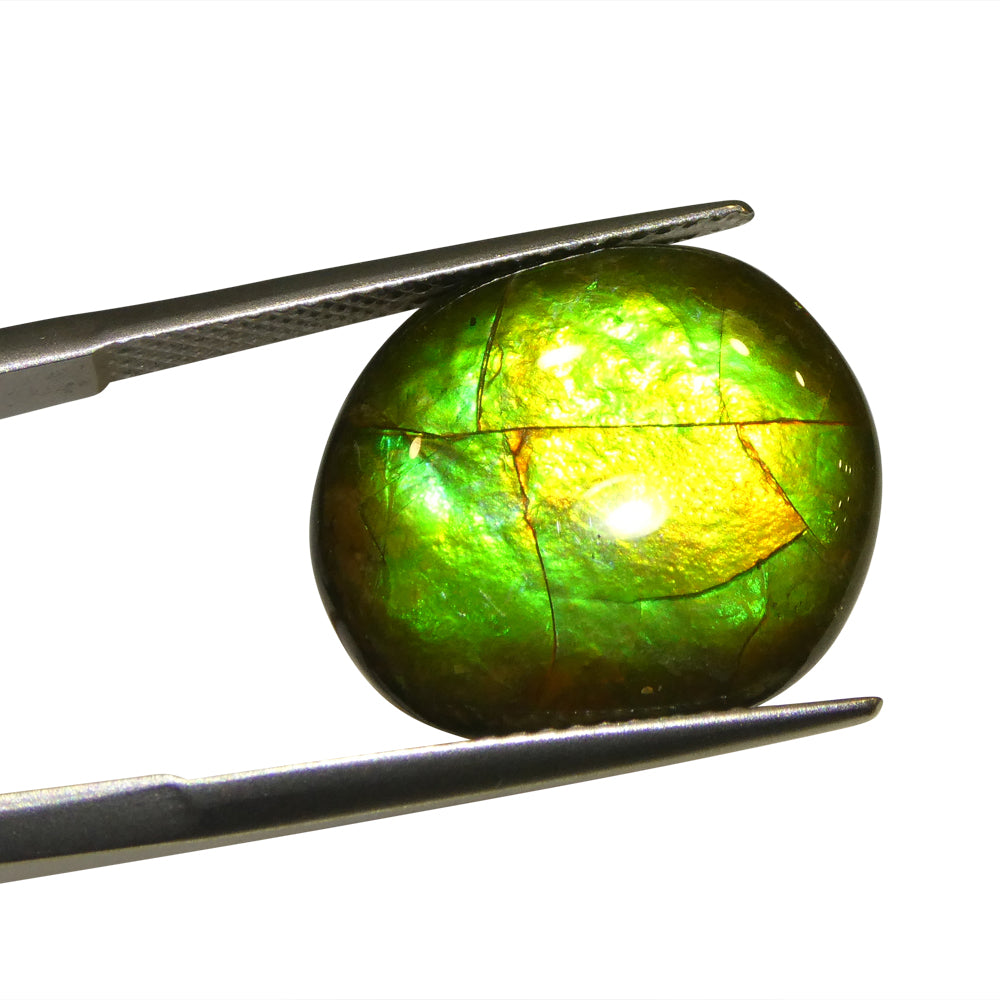 8.49ct Freeform AA 3 Color Orange, Yellow, Green Ammolite from Alberta, Canada - Skyjems Wholesale Gemstones