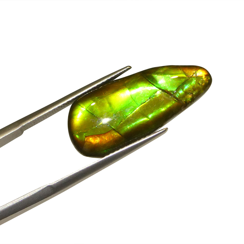 7.98ct Freeform AA 3 Color Orange, Yellow, Green Ammolite from Alberta, Canada - Skyjems Wholesale Gemstones