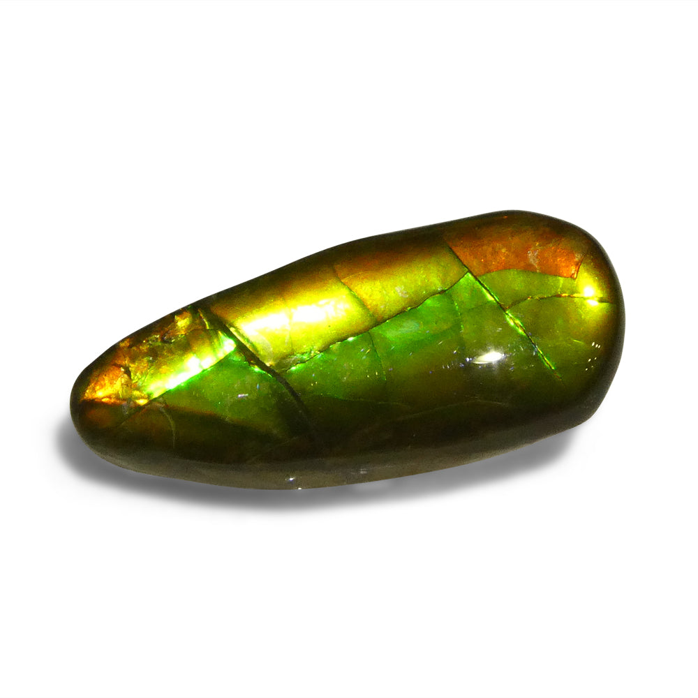 7.98ct Freeform AA 3 Color Orange, Yellow, Green Ammolite from Alberta, Canada - Skyjems Wholesale Gemstones