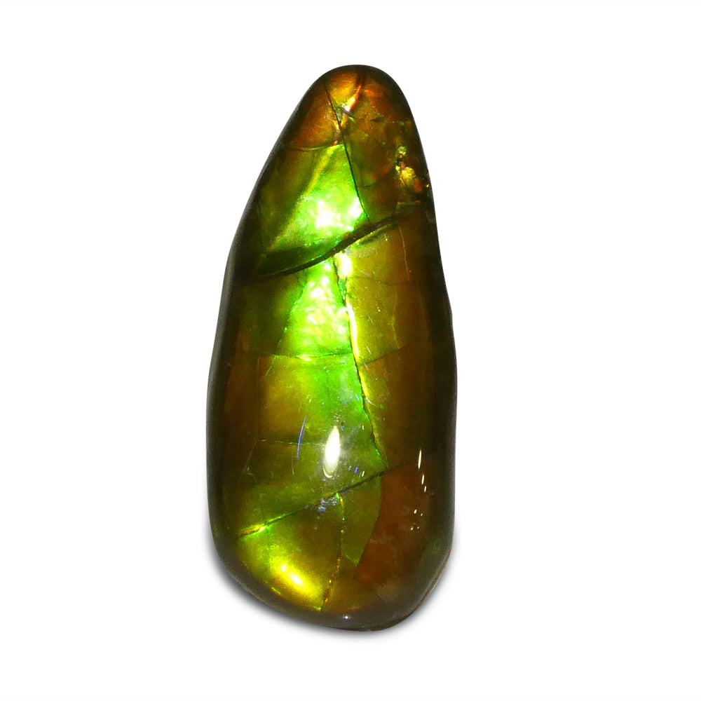 7.98ct Freeform AA 3 Color Orange, Yellow, Green Ammolite from Alberta, Canada - Skyjems Wholesale Gemstones