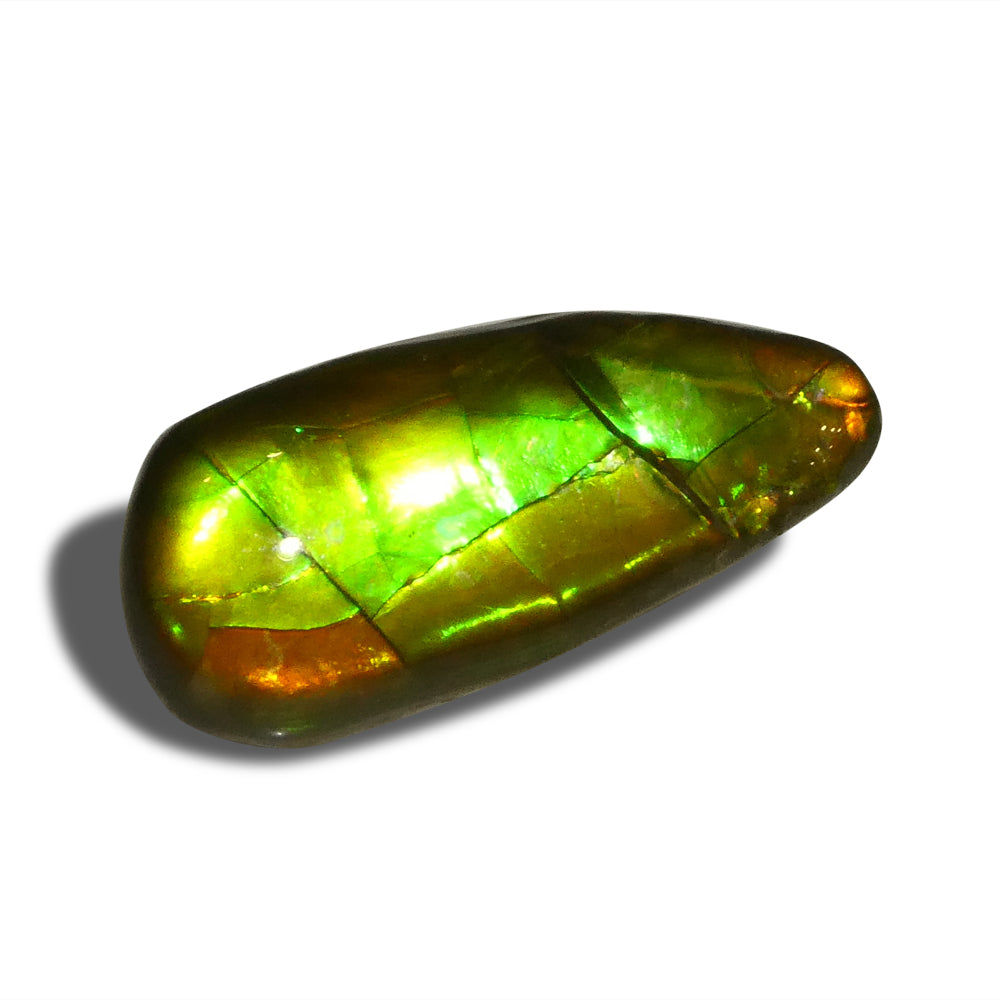 7.98ct Freeform AA 3 Color Orange, Yellow, Green Ammolite from Alberta, Canada - Skyjems Wholesale Gemstones