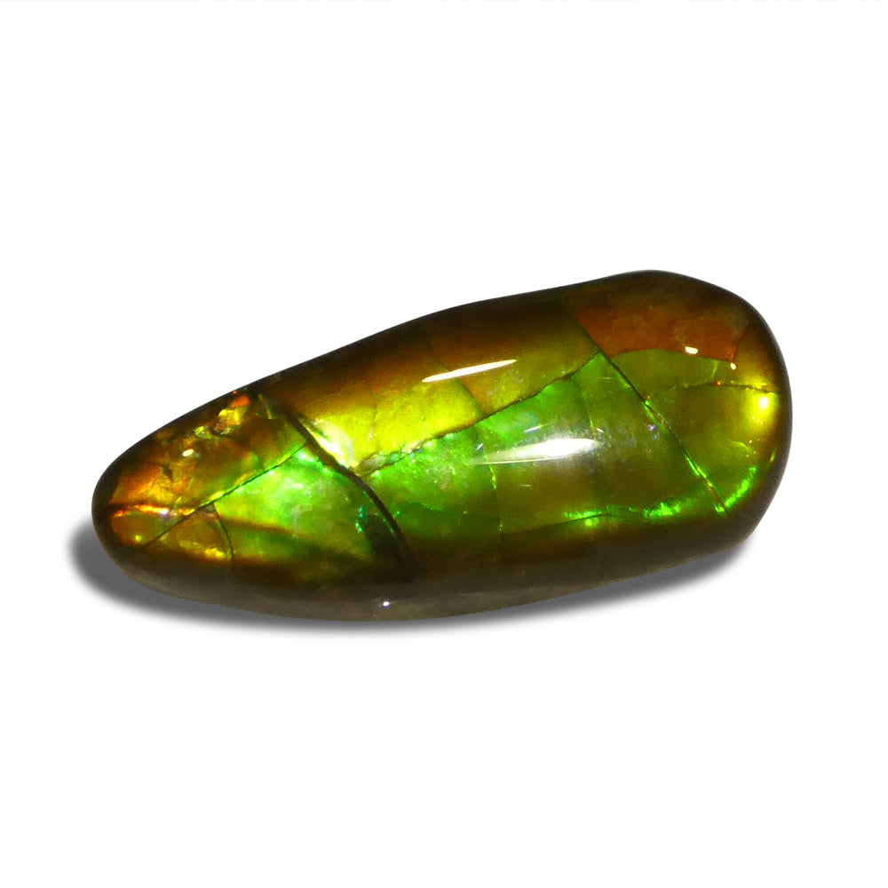 7.98ct Freeform AA 3 Color Orange, Yellow, Green Ammolite from Alberta, Canada - Skyjems Wholesale Gemstones