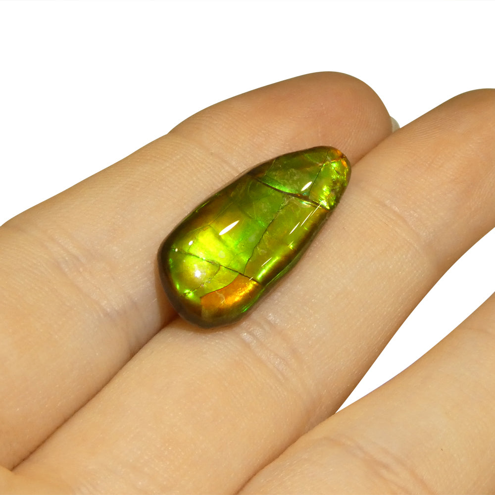 7.98ct Freeform AA 3 Color Orange, Yellow, Green Ammolite from Alberta, Canada - Skyjems Wholesale Gemstones