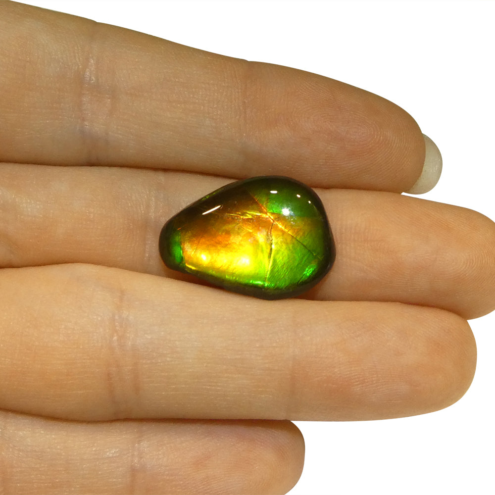 8.09ct Freeform AA 3 Color Orange, Yellow, Green Ammolite from Alberta, Canada - Skyjems Wholesale Gemstones