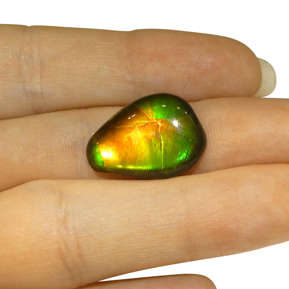 8.09ct Freeform AA 3 Color Orange, Yellow, Green Ammolite from Alberta, Canada - Skyjems Wholesale Gemstones