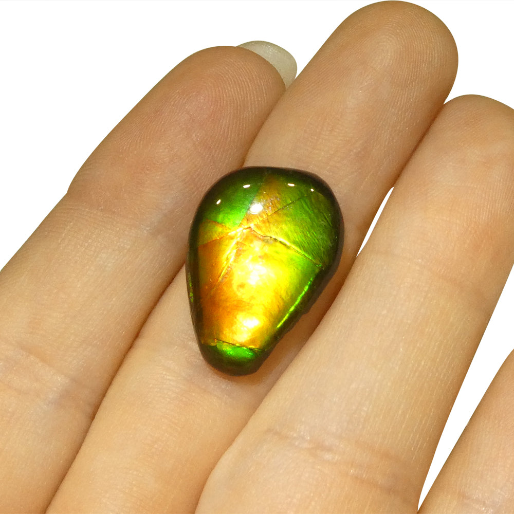 8.09ct Freeform AA 3 Color Orange, Yellow, Green Ammolite from Alberta, Canada - Skyjems Wholesale Gemstones