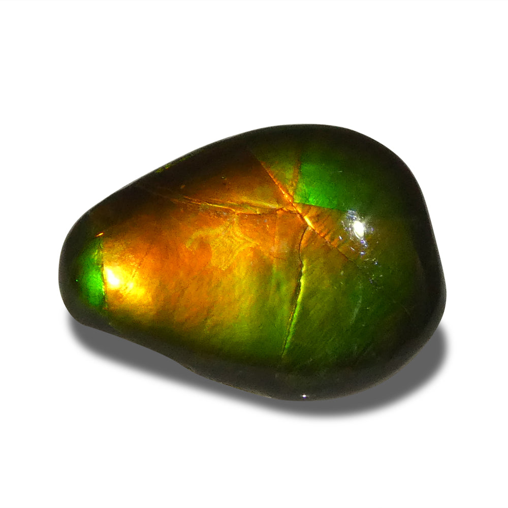 8.09ct Freeform AA 3 Color Orange, Yellow, Green Ammolite from Alberta, Canada - Skyjems Wholesale Gemstones