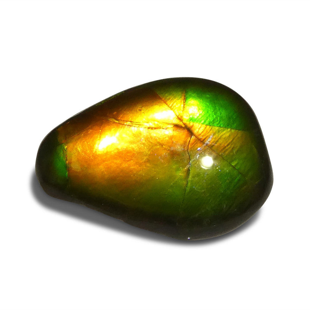 8.09ct Freeform AA 3 Color Orange, Yellow, Green Ammolite from Alberta, Canada - Skyjems Wholesale Gemstones