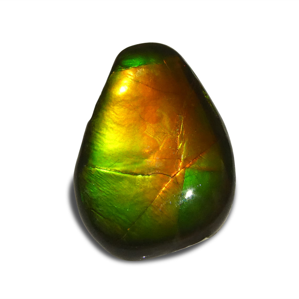 8.09ct Freeform AA 3 Color Orange, Yellow, Green Ammolite from Alberta, Canada - Skyjems Wholesale Gemstones