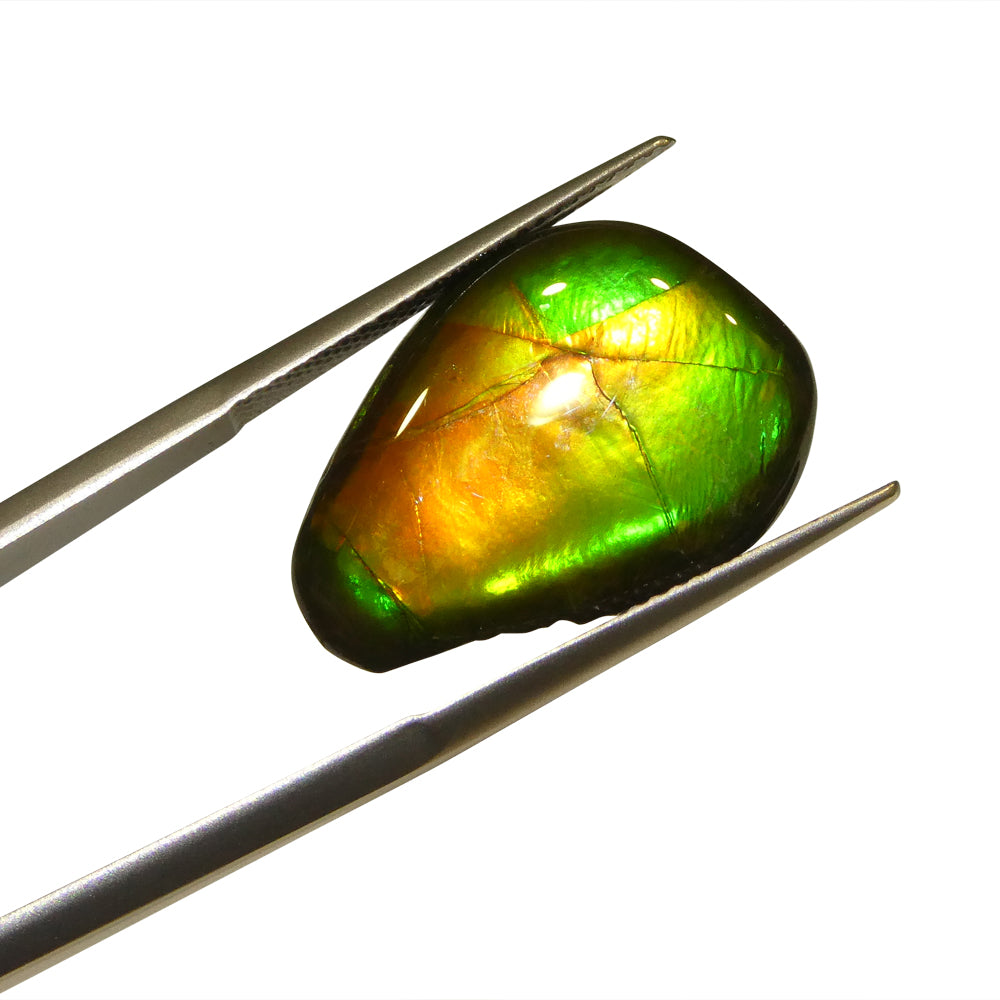 8.09ct Freeform AA 3 Color Orange, Yellow, Green Ammolite from Alberta, Canada - Skyjems Wholesale Gemstones