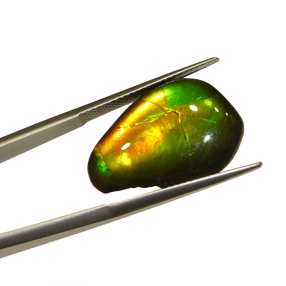 8.09ct Freeform AA 3 Color Orange, Yellow, Green Ammolite from Alberta, Canada - Skyjems Wholesale Gemstones