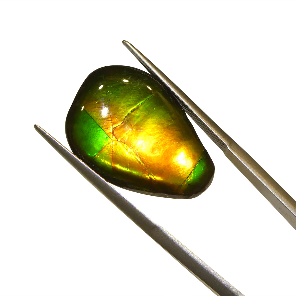 8.09ct Freeform AA 3 Color Orange, Yellow, Green Ammolite from Alberta, Canada - Skyjems Wholesale Gemstones