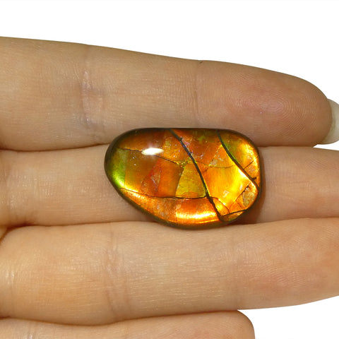 16.36ct Freeform AA 3 Color Red, Yellow, Green Ammolite from Alberta, Canada