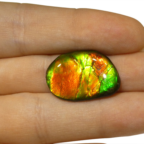 10.35ct Freeform AA 3 Color Red, Yellow, Green Ammolite from Alberta, Canada