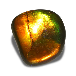 Ammolite 6.93 cts 14.95 x 13.81 x 4.54 Freeform Orange, Yellow, Green  $350