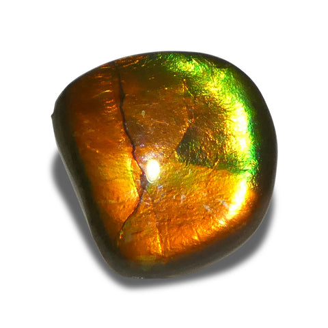 6.93ct Freeform AA 3 Color Orange, Yellow, Green Ammolite from Alberta, Canada