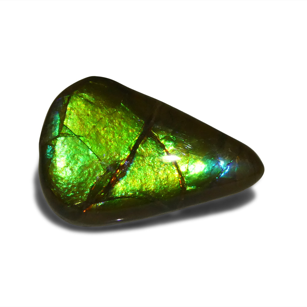 Ammolite 12.09 cts 23.09 x 15.59 x 5.15 Freeform Green, Yellow, Blue  $300