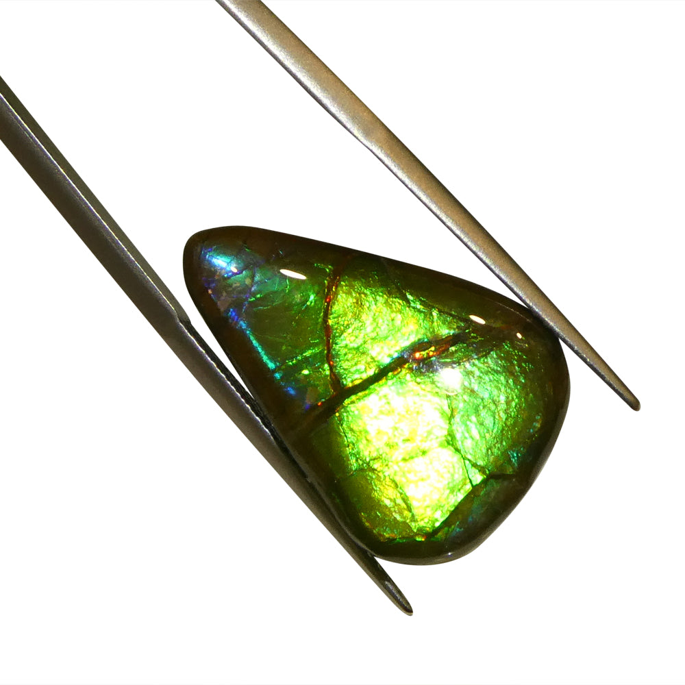 12.09ct Freeform AA 3 Color Green, Yellow, Blue Ammolite from Alberta, Canada - Skyjems Wholesale Gemstones