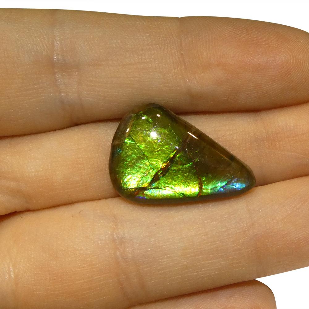 12.09ct Freeform AA 3 Color Green, Yellow, Blue Ammolite from Alberta, Canada - Skyjems Wholesale Gemstones