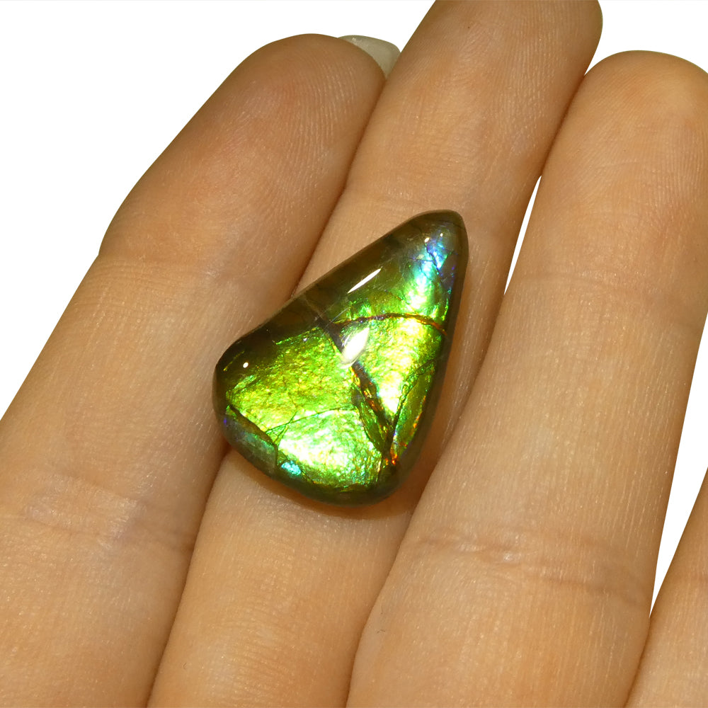 12.09ct Freeform AA 3 Color Green, Yellow, Blue Ammolite from Alberta, Canada - Skyjems Wholesale Gemstones