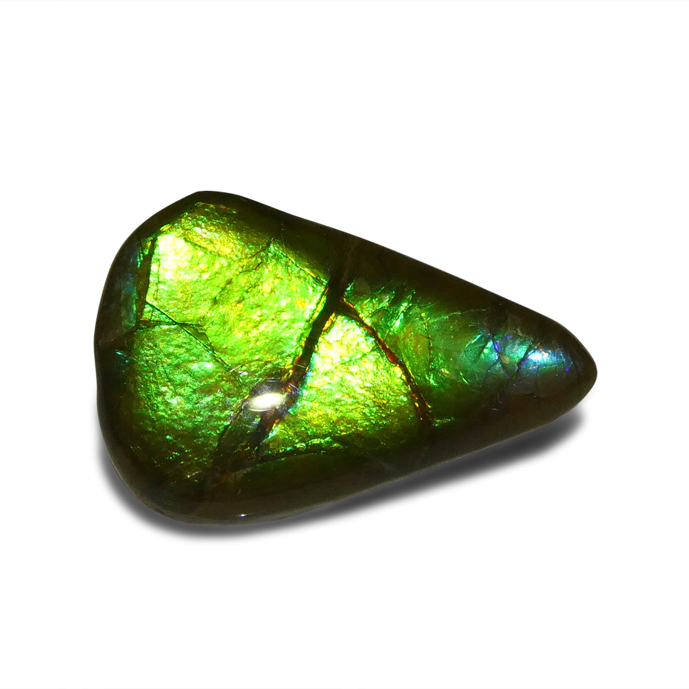 12.09ct Freeform AA 3 Color Green, Yellow, Blue Ammolite from Alberta, Canada - Skyjems Wholesale Gemstones