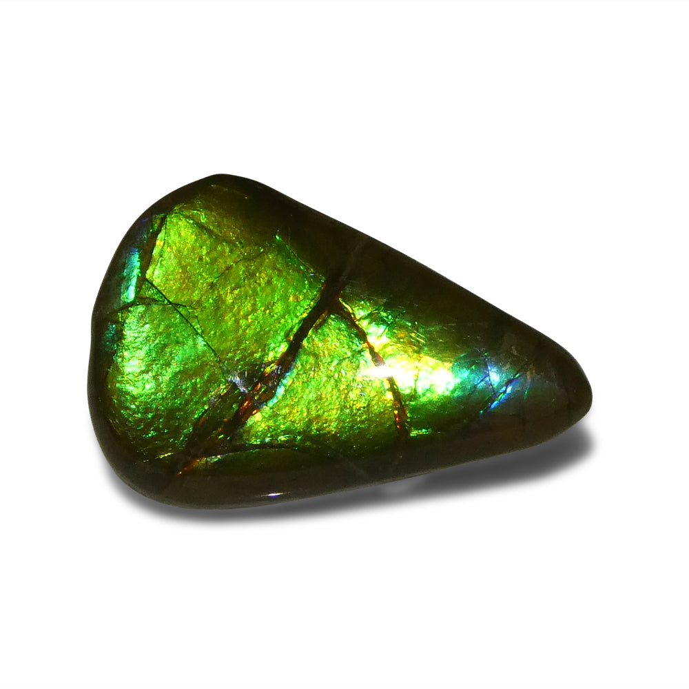 12.09ct Freeform AA 3 Color Green, Yellow, Blue Ammolite from Alberta, Canada - Skyjems Wholesale Gemstones