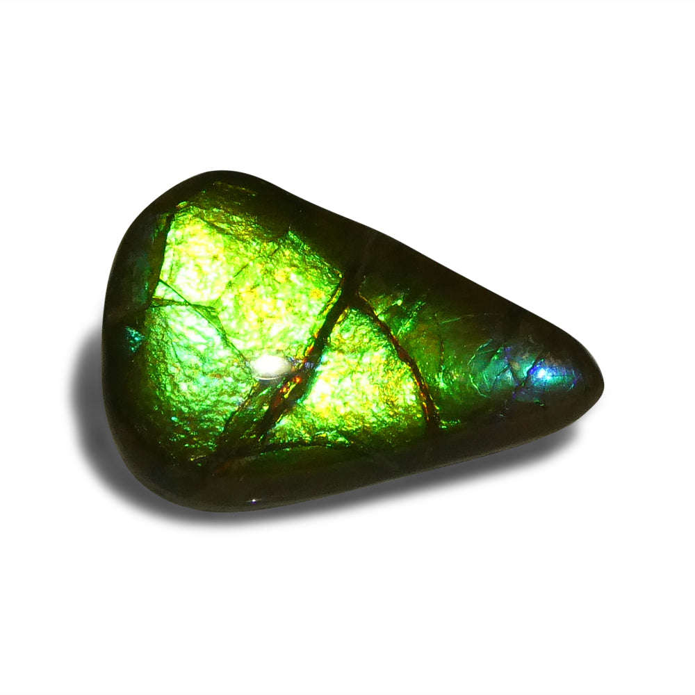 12.09ct Freeform AA 3 Color Green, Yellow, Blue Ammolite from Alberta, Canada - Skyjems Wholesale Gemstones