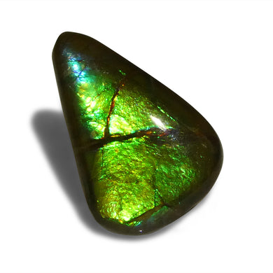 12.09ct Freeform AA 3 Color Green, Yellow, Blue Ammolite from Alberta, Canada - Skyjems Wholesale Gemstones