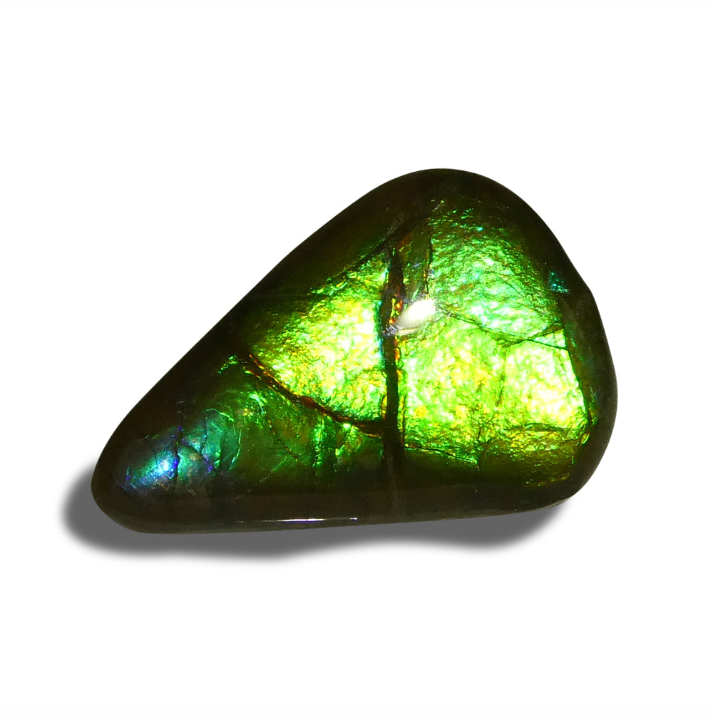 12.09ct Freeform AA 3 Color Green, Yellow, Blue Ammolite from Alberta, Canada - Skyjems Wholesale Gemstones