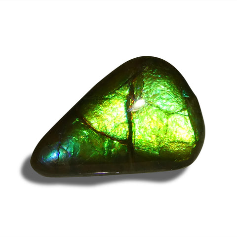 12.09ct Freeform AA 3 Color Green, Yellow, Blue Ammolite from Alberta, Canada