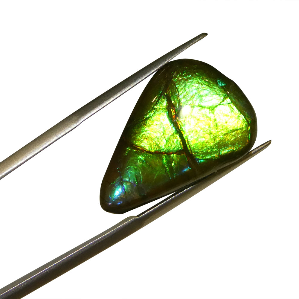 12.09ct Freeform AA 3 Color Green, Yellow, Blue Ammolite from Alberta, Canada - Skyjems Wholesale Gemstones