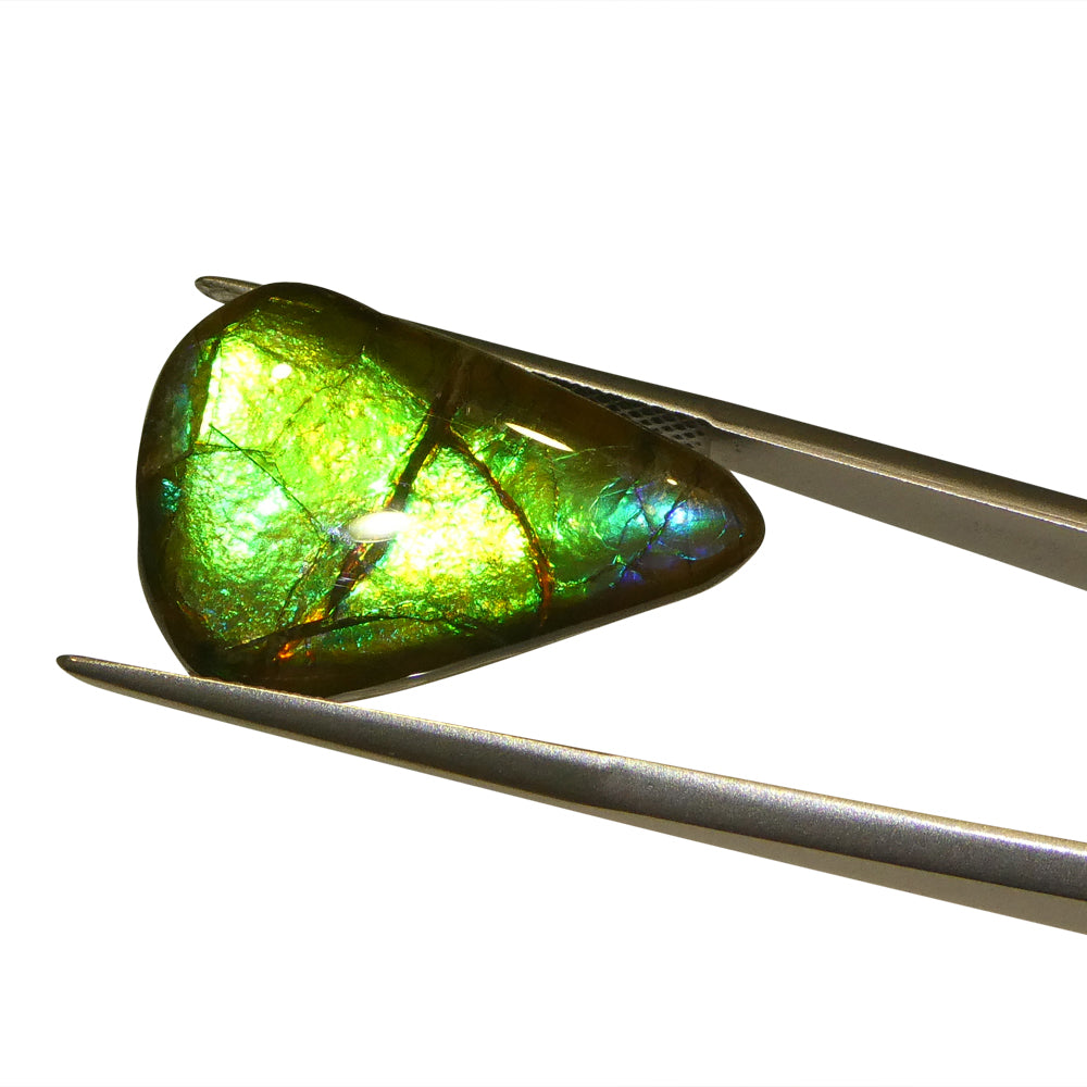 12.09ct Freeform AA 3 Color Green, Yellow, Blue Ammolite from Alberta, Canada - Skyjems Wholesale Gemstones