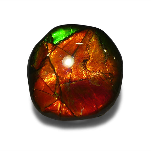 9.9ct Freeform AA 3 Color Red, Orange, Green Ammolite from Alberta, Canada