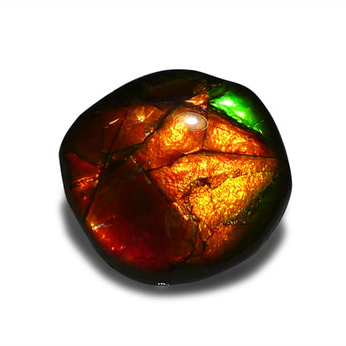 9.9ct Freeform AA 3 Color Red, Orange, Green Ammolite from Alberta, Canada - Skyjems Wholesale Gemstones