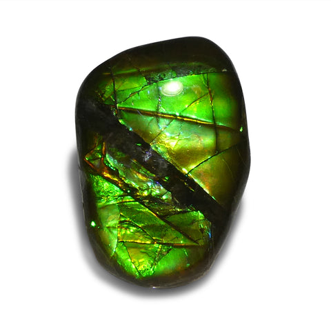 13.72ct Freeform A+ 3 Color Green, Orange. and Blue Ammolite from Alberta, Canada